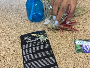 Air Plants__20230313103199.heif